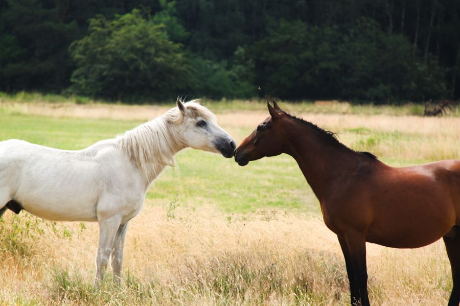 Pferdgestütztes, systemisches Training in Mecklenburg Vorpommern und Saarland