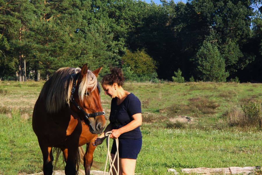 Pferdgestütztes, systemisches Training in Mecklenburg Vorpommern und Saarland