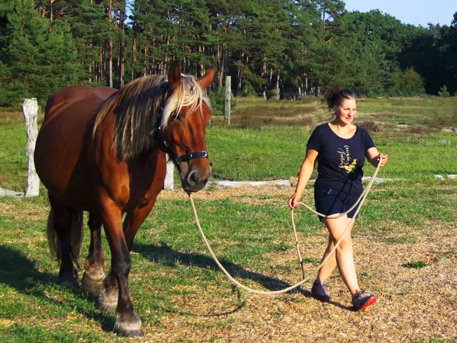 Horse-assisted, systemic training in Mecklenburg-Western Pomerania and Saarland