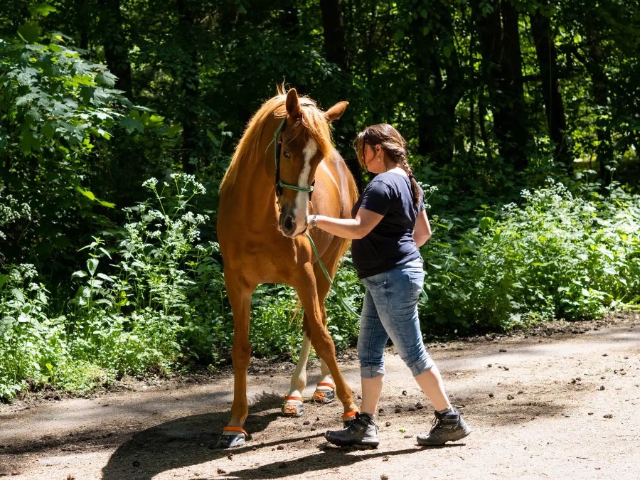 Pferdgestütztes, systemisches Training in Mecklenburg Vorpommern und Saarland