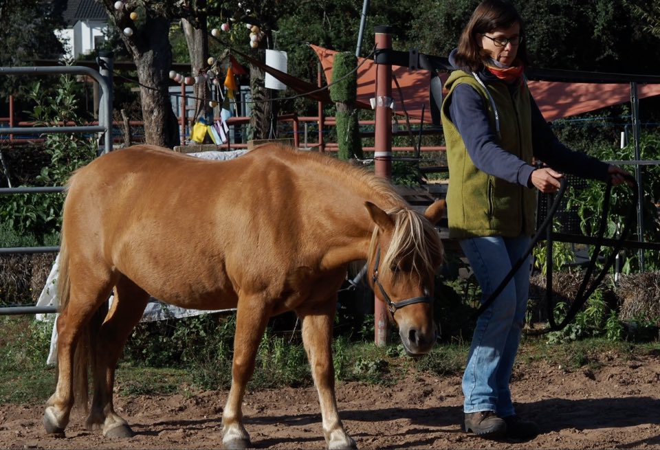 Ausbildung Pferdgestütztes, systemisches Training in Mecklenburg